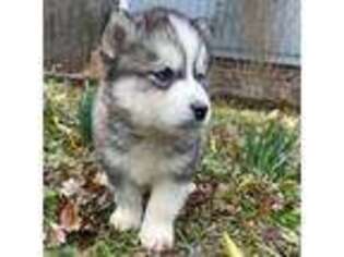 Siberian Husky Puppy for sale in Charlotte, NC, USA