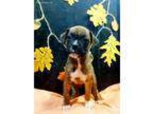 Boxer Puppy for sale in Dublin, TX, USA