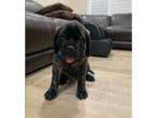 Mastiff Puppy for sale in Anaheim, CA, USA