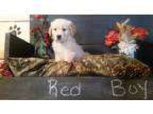 Golden Retriever Puppy for sale in Ellenburg Depot, NY, USA