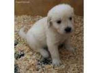 Golden Retriever Puppy for sale in Grove City, PA, USA