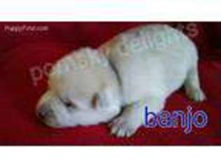 Siberian Husky Puppy for sale in Hallsville, MO, USA