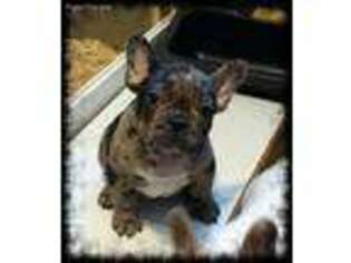 French Bulldog Puppy for sale in Georgetown, MD, USA