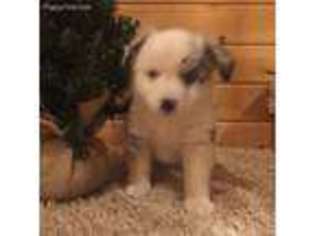 Miniature Australian Shepherd Puppy for sale in Franktown, CO, USA