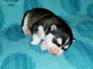 Siberian Husky Puppy for sale in Rolla, MO, USA