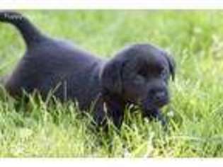 Labrador Retriever Puppy for sale in Edgerton, KS, USA