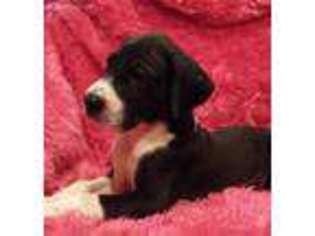 Great Dane Puppy for sale in Missouri Valley, IA, USA