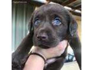 Labrador Retriever Puppy for sale in Terra Bella, CA, USA