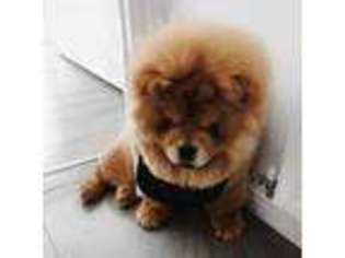 Chow Chow Puppy for sale in Decatur, GA, USA