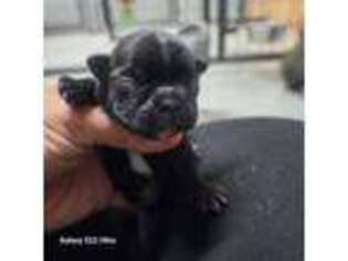 Boston Terrier Puppy for sale in Afton, WY, USA