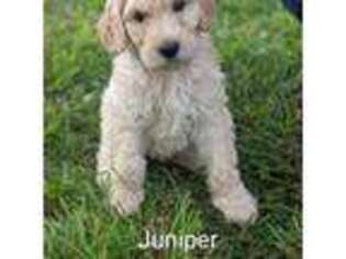 Goldendoodle Puppy for sale in Farwell, MI, USA