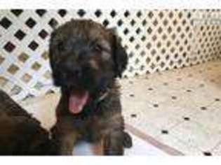 Briard Puppy for sale in Carlsbad, NM, USA