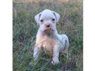 Olde English Bulldogge Puppy for sale in Chaptico, MD, USA