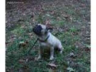French Bulldog Puppy for sale in Greencastle, PA, USA