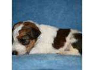 Mutt Puppy for sale in Draper, VA, USA