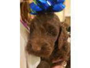 Goldendoodle Puppy for sale in Carver, MA, USA