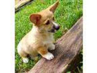 Pembroke Welsh Corgi Puppy for sale in Allen, TX, USA