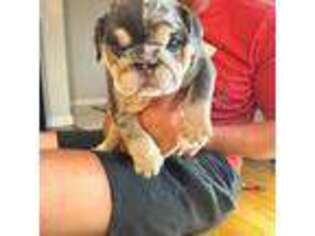 Bulldog Puppy for sale in Cincinnati, OH, USA