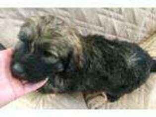 Mutt Puppy for sale in Clay City, IN, USA