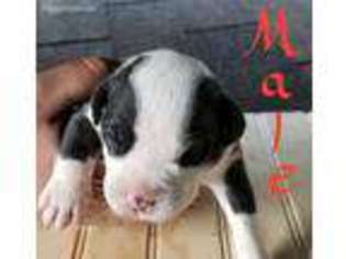 American Bulldog Puppy for sale in Raleigh, NC, USA