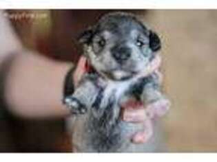 Mutt Puppy for sale in Kingman, KS, USA