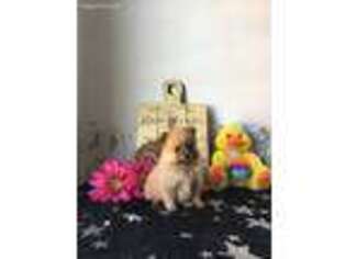 Pomeranian Puppy for sale in Topeka, IN, USA