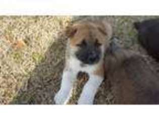 Akita Puppy for sale in Augusta, GA, USA