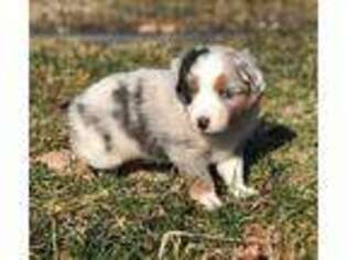Miniature Australian Shepherd Puppy for sale in Churchville, MD, USA