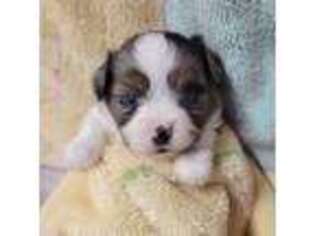 Miniature Australian Shepherd Puppy for sale in Waxhaw, NC, USA