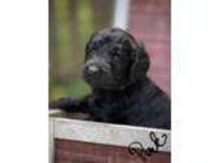 Schnoodle (Standard) Puppy for sale in Nixa, MO, USA