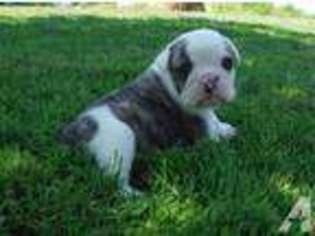 Bulldog Puppy for sale in CLYDE, NY, USA