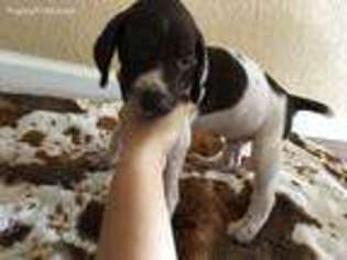 German Shorthaired Pointer Puppy for sale in Orange Grove, TX, USA