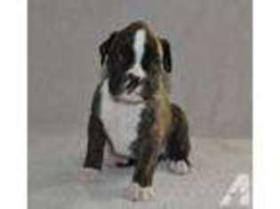 Boxer Puppy for sale in CHATTAROY, WA, USA
