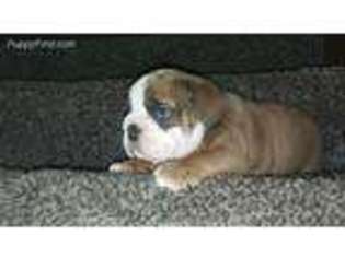Bulldog Puppy for sale in Fort Lupton, CO, USA