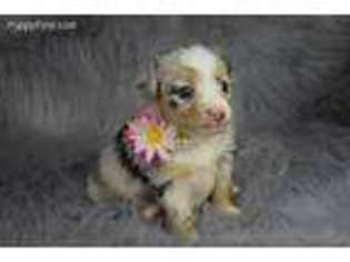 Miniature Australian Shepherd Puppy for sale in Iva, SC, USA