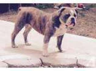 Bulldog Puppy for sale in LANSING, MI, USA