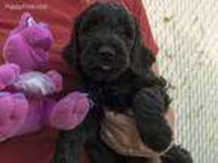 Goldendoodle Puppy for sale in Roy, UT, USA