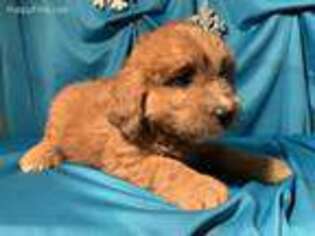 Saint Berdoodle Puppy for sale in Foss, OK, USA
