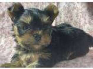 Yorkshire Terrier Puppy for sale in Britton, SD, USA
