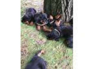 Rottweiler Puppy for sale in Dennison, OH, USA