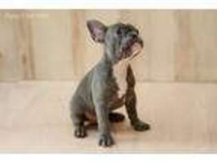 French Bulldog Puppy for sale in North Hollywood, CA, USA