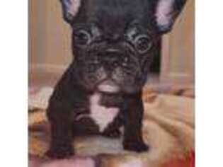 French Bulldog Puppy for sale in Forest Park, GA, USA