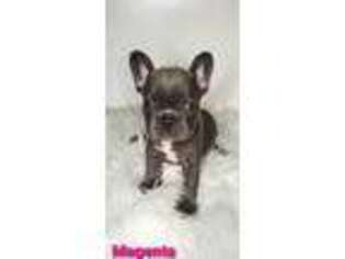 French Bulldog Puppy for sale in Riverbank, CA, USA