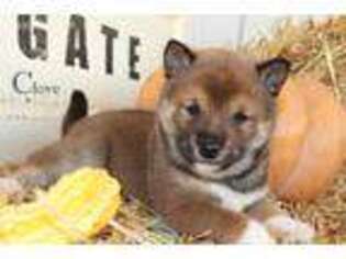 Shiba Inu Puppy for sale in Bernville, PA, USA