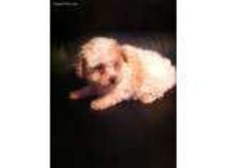 Mutt Puppy for sale in Mendota, IL, USA