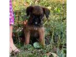Brussels Griffon Puppy for sale in Waverly, IA, USA
