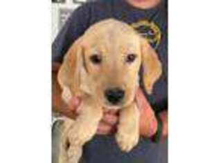 Labrador Retriever Puppy for sale in Zillah, WA, USA