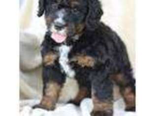 Mutt Puppy for sale in Cokato, MN, USA