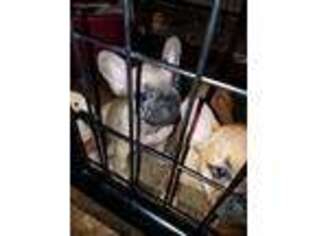 French Bulldog Puppy for sale in Akron, IN, USA