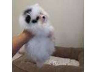 Pomeranian Puppy for sale in Manteca, CA, USA